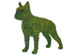 Boston Terrier Topiary Mossed