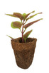 Biodegradable Coco Pot Planted