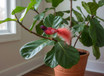 Colorful Bird Ornament on indoor Fig plant