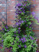 19" Wide Wall Trellis - 2 pieces