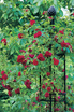 Obelisk I Steel Rose Pillar with red roses