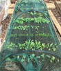 Hoop Tunnel with Green Butterfly Netting