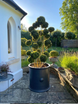 Trafalgar Cube & Round Planters