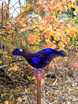 Blue hand blown glass butterfly feeder