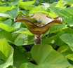 Copper handblown glass butterfly feeder