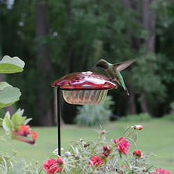 For Bird, Bee & Butterfly Lovers