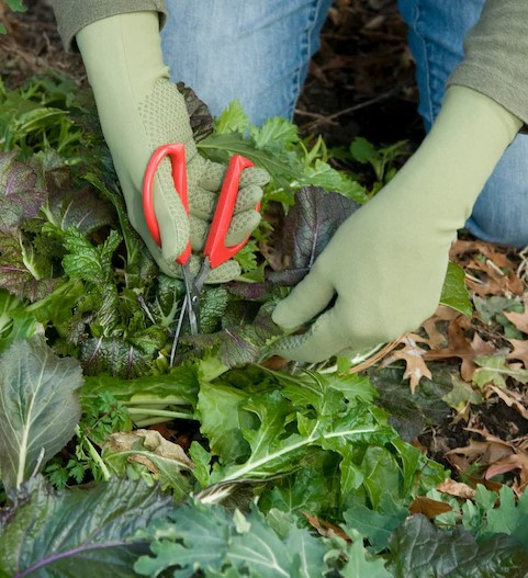 Foxgloves Grip Gardening Gloves - Main Image