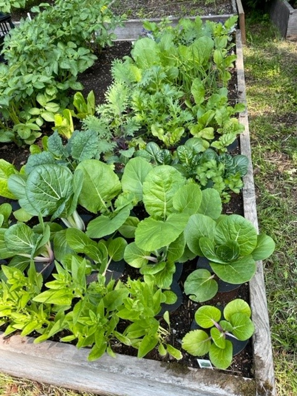 Cabbage Collars Pack of 20 Garden Artisans LLC