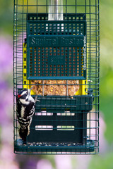 Squirrel Buster Suet™