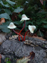 Spotted Polymer Mushrooms Set of 5 - Amber