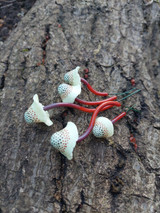 Spotted Polymer Mushrooms Set of 5 - Amber