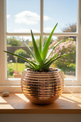 Aloe in shiny copper Sevda planter
