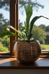 Staghorn in shinny copper Sevda planter in window