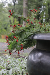 24" Arzu Brass Urn planter with Brass Bronze finish up close 24" Arzu Brass Urn planter with Brass Bronze finish up close