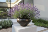 24" Arzu Brass Urn Planted with Lavender