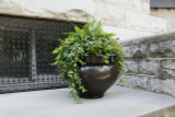 24" Arzu large brass planter planted with greens