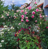 Giverny Rose Umbrella