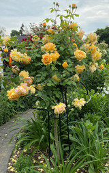 Giverny Rose Umbrella