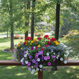 Bright flowers in Esin planter on deck railing