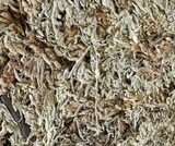 Classic 4" strand sphagnum moss