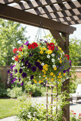 17" Bellus hanging basket under pergola