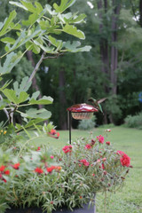 Hummingbird Feeder in planter