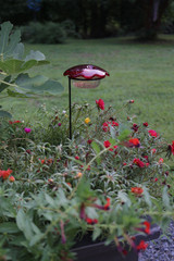 Single Cup Hummingbird Feeder staked