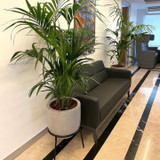Ziva planter in office