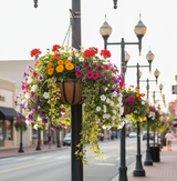 22" Heavy Duty Commercial hanging Basket in main street scene