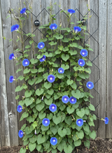 Morning Glories growing up Lattice Wall Trellis