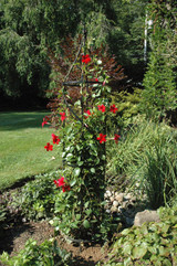 planted border tuteur by Kinsman