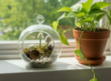 Hanging glass plant terrarium with glow-in-the-dark mushrooms