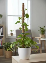 Coco Moss Pole in use