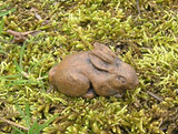 Miniature Bunny on moss