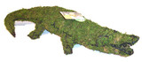 Alligator Topiary Mossed