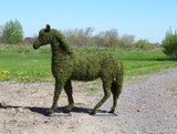 Horse Topiary Mossed