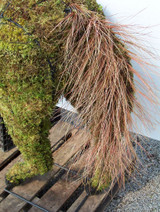 Horse Topiary Mossed - example of tail