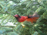 Colorful Bird Clip On Ornament made from Blown Glass