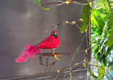 Cardinal Bird Ornament - not just for the tree!