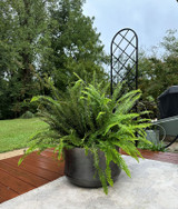 Ankara 20" aluminum planter with fern