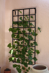 28" Wide Modern Steel Wall Trellis