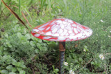 red and white glass mushroom stake