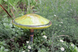 Blown glass mushroom stakes for your garden lime with copper spots