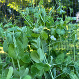 Side Netting used to trellis peas