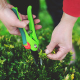 Fall Pruning Your Shrubs and Trees: Why It's Both Too Early and Too Late