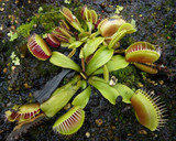 Carnivorous Plants: How to Grow them at Home