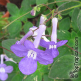 Streptocarpella ‘Concord Blue’ : Ever-Blooming Shade Plant