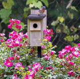 Birdhouses: Types, Sizes, Placement & Care Guide