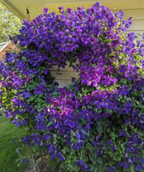 Clematis: Best for Arches & Trellises w/Grow & Design Tips