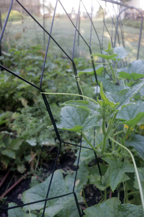 Vegetable Supports